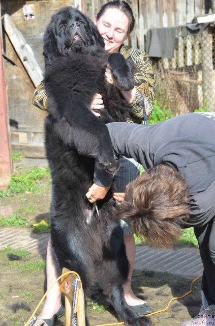 Фото: ньюфаундленд Принц Альфинский, Дарима Ачитуева, Татьяна Комиссарова