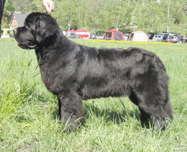 Фото: ньюфаундленд Бегущая по Волнам Зефирин Друэн (Beguschaya po Volnam Zephirine Drouhin)
