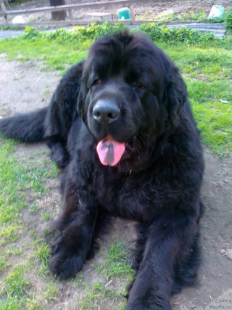 Фото: ньюфаундленд Фанньюф Ультра Мега Супер Герл (Funnewf Ultra Mega Super Girl)