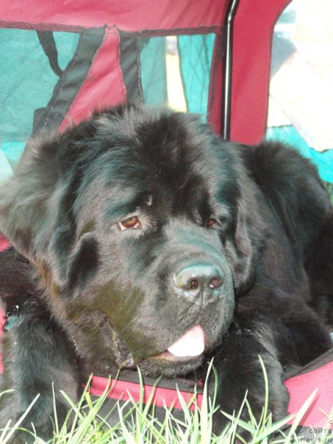 Фото: ньюфаундленд Бегущая по Волнам Зефирин Друэн (Beguschaya po Volnam Zephirine Drouhin)