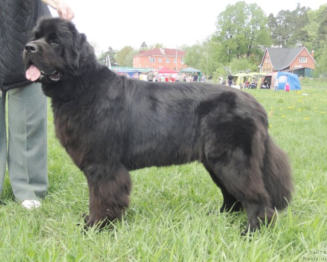 Фото: ньюфаундленд Бегущая по Волнам Дансинг Квин (Beguschaya po Volnam Dancing Queen)