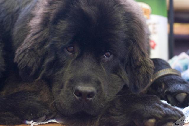 Фотография № 9707