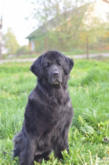 Фотография № 97070