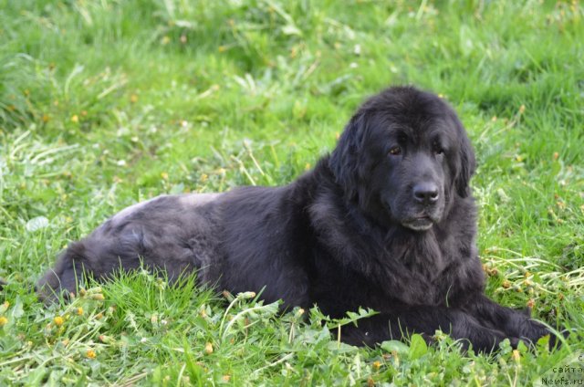 Фотография № 97071