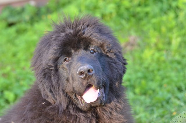 Фотография № 97075