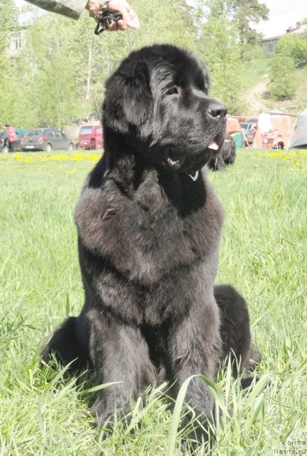 Фото: ньюфаундленд Бегущая по Волнам Харизма (Beguschaya po Volnam Harizma)