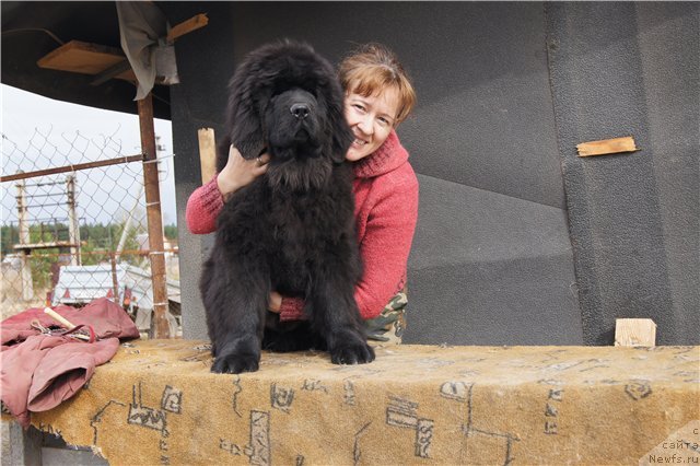 Фото: ньюфаундленд Фанньюф Тибул Желанный для Их Высочества, Ольга Трапезникова