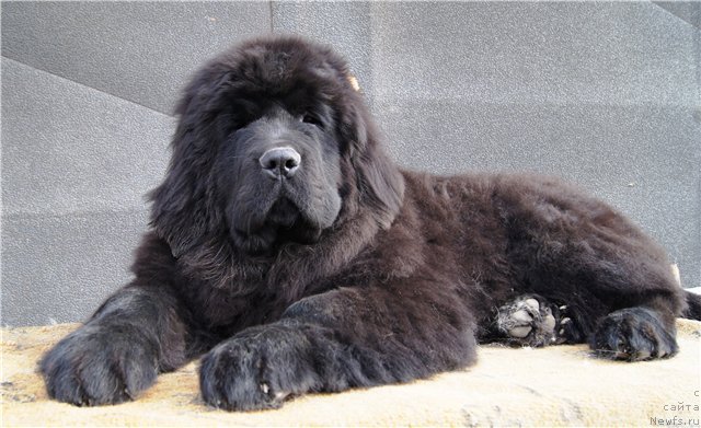 Фотография № 97088