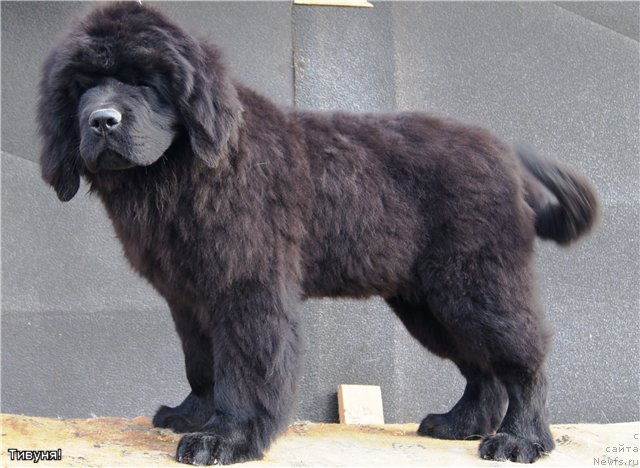 Фотография № 97089