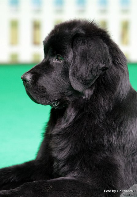 Фото: ньюфаундленд Питерньюф Нота Бене (Piternyuf Nota Bene)