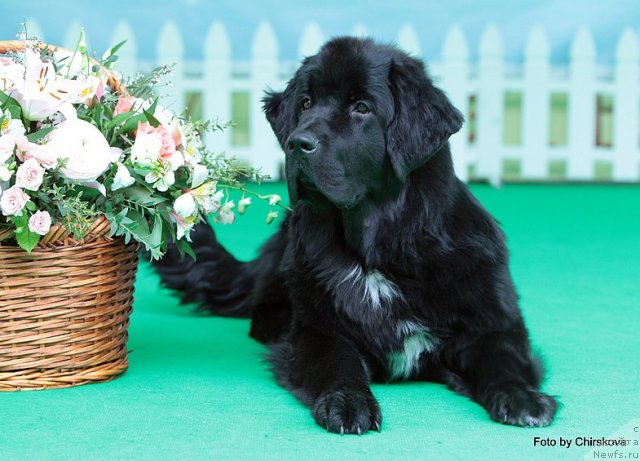 Фото: ньюфаундленд Питерньюф Нота Бене (Piternyuf Nota Bene)