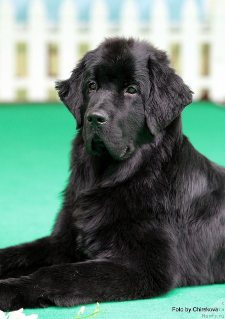 Фото: ньюфаундленд Питерньюф Нота Бене (Piternyuf Nota Bene)