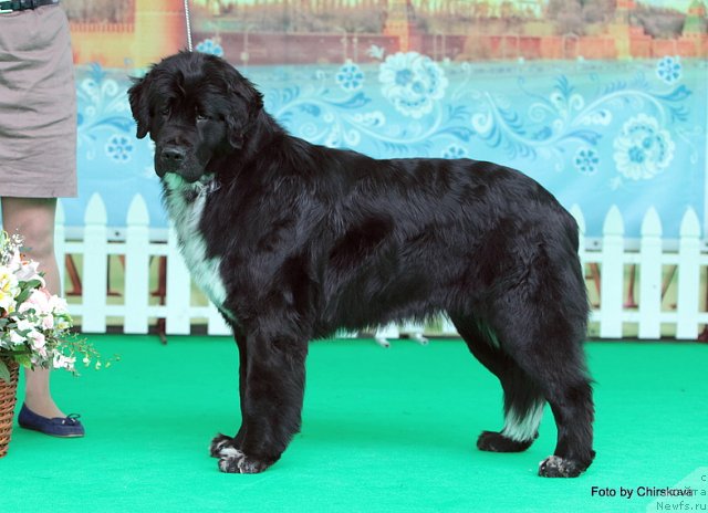 Фото: ньюфаундленд Питерньюф Енигма (Piternyuf Enigma)