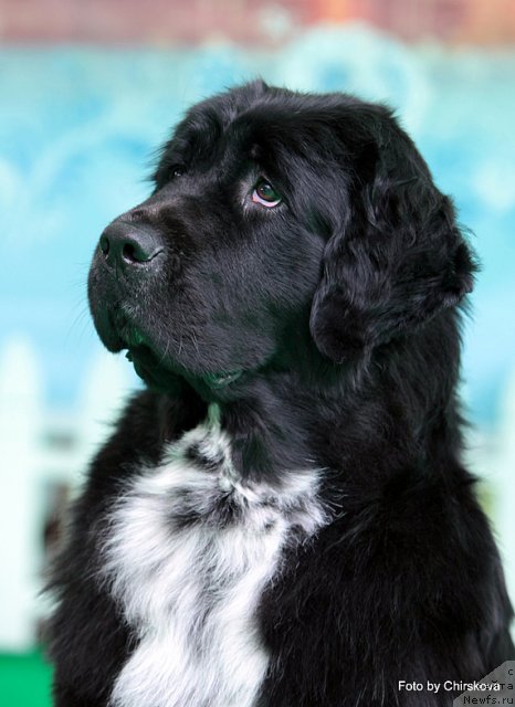 Фото: ньюфаундленд Питерньюф Енигма (Piternyuf Enigma)