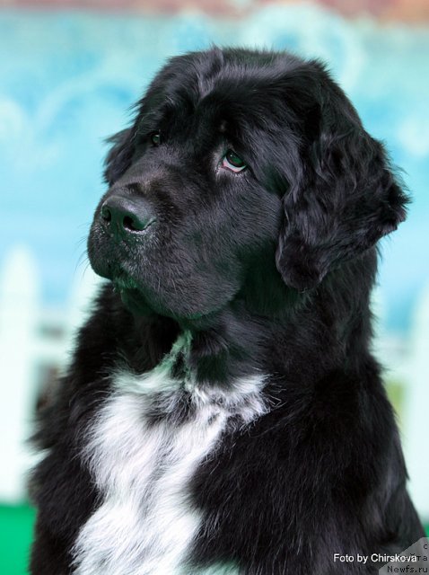 Фото: ньюфаундленд Питерньюф Енигма (Piternyuf Enigma)