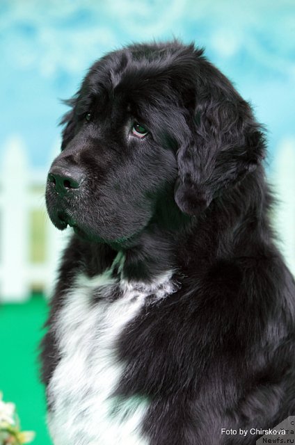 Фото: ньюфаундленд Питерньюф Енигма (Piternyuf Enigma)