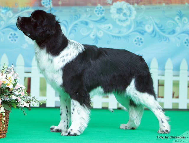 Фото: ньюфаундленд Питерньюф И Дид Ит Агаин (Piternyuf I Did It Again)