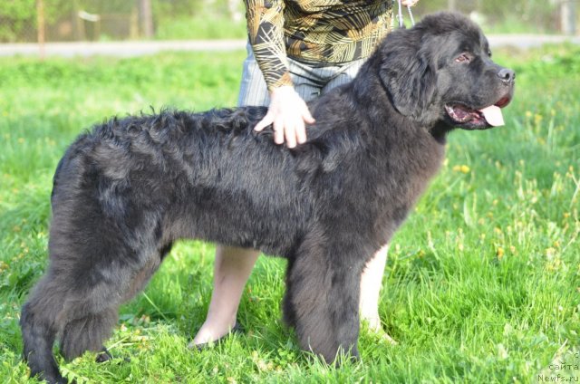 Фото: ньюфаундленд Принц Альфинский