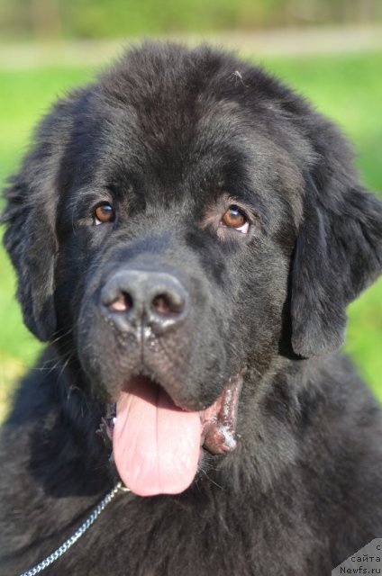 Фото: ньюфаундленд Принц Альфинский