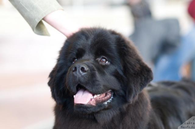 Фото: ньюфаундленд Потап Фелиция (Potap Felicia)