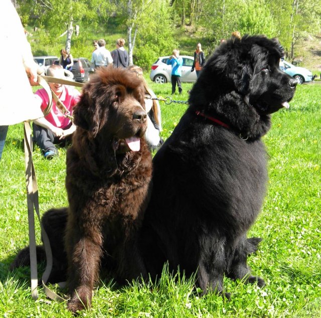 Фото: ньюфаундленд Фанньюф Госпожа Удача (Funnewf Gospozha Udacha), ньюфаундленд Фанньюф Улетная Девчонка (Funnewf Uletnaya Devchenka)