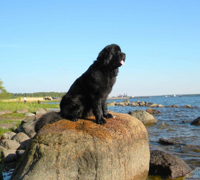 Фото: ньюфаундленд Акватория Келвин Кадриль (Aquatoriya Kelvin Kadril)