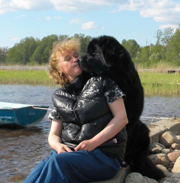 Фото: ньюфаундленд Акватория Келвин Кадриль (Aquatoriya Kelvin Kadril), Любовь Жакова