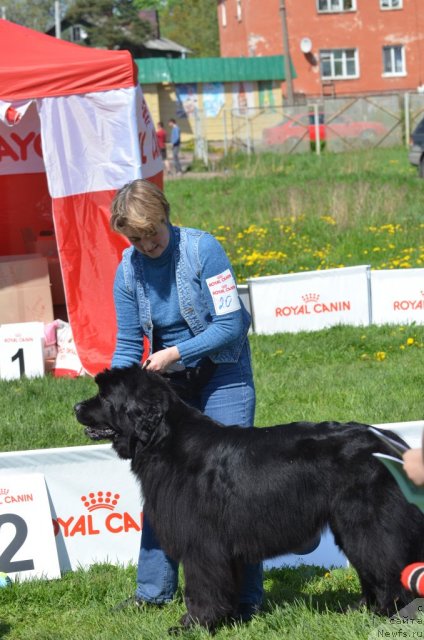 Фото: ньюфаундленд Фанньюф Улетная Девчонка (Funnewf Uletnaya Devchenka)