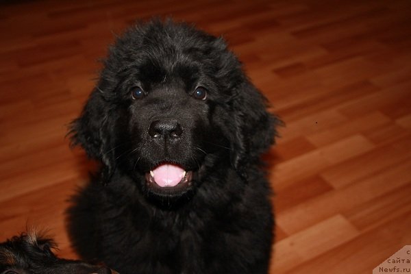 Фото: ньюфаундленд Питерньюф Хип-Хоп