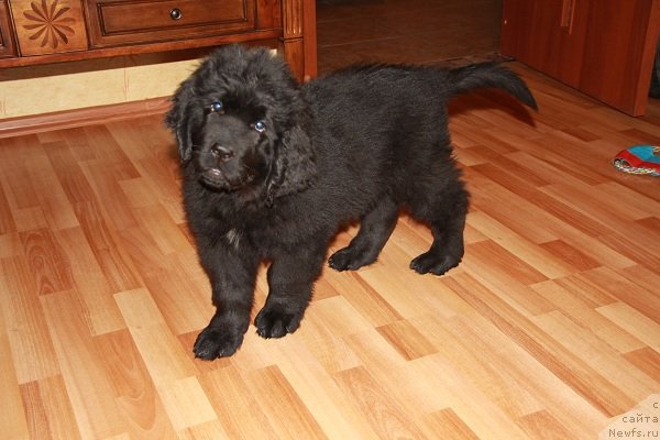 Фото: ньюфаундленд Питерньюф Хип-Хоп