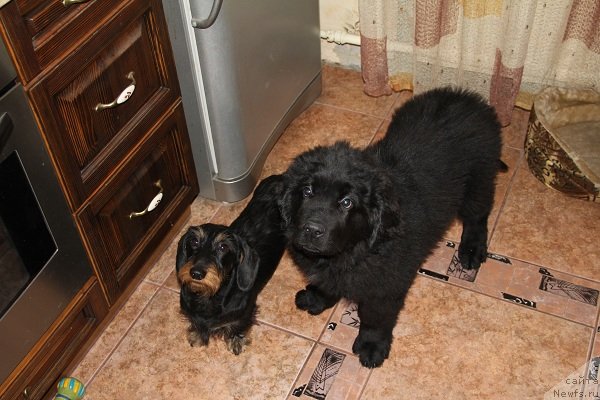 Фото: ньюфаундленд Питерньюф Хип-Хоп