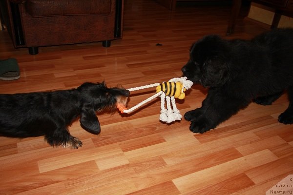 Фото: ньюфаундленд Питерньюф Хип-Хоп