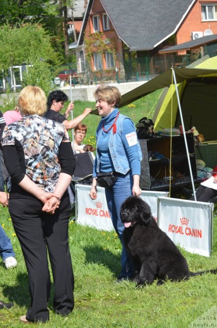 Фото: ньюфаундленд Фанньюф Терра Инкогнита