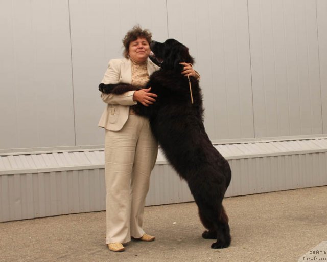 Фото: ньюфаундленд Звездный Дар Афина для Берега Дона (Zvezdnij Dar Afina dlja Berega Dona)