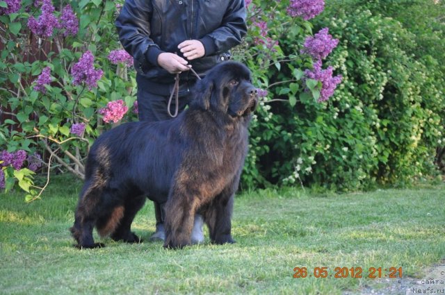 Фото: ньюфаундленд Сажа с Берега Дона (Sazha s Berega Dona)