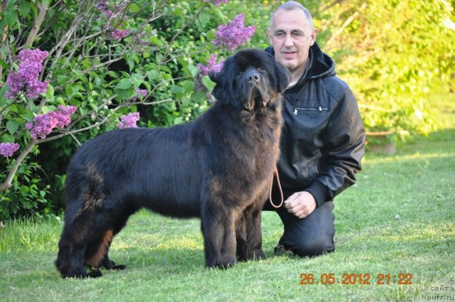 Фото: ньюфаундленд Сажа с Берега Дона (Sazha s Berega Dona)