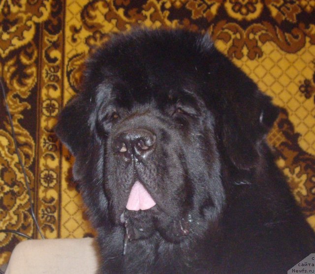 Фото: ньюфаундленд Акватория Келвин Кадриль (Aquatoriya Kelvin Kadril)