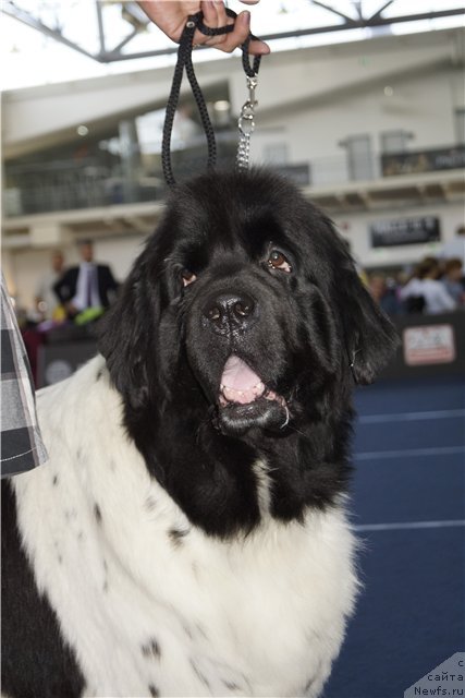 Фото: ньюфаундленд Don't Worry Be Happy de L'Etoile de Cyrice