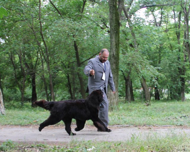 Фото: ньюфаундленд Звездный Дар Афина для Берега Дона (Zvezdnij Dar Afina dlja Berega Dona)