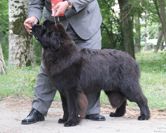 Фотография № 97178