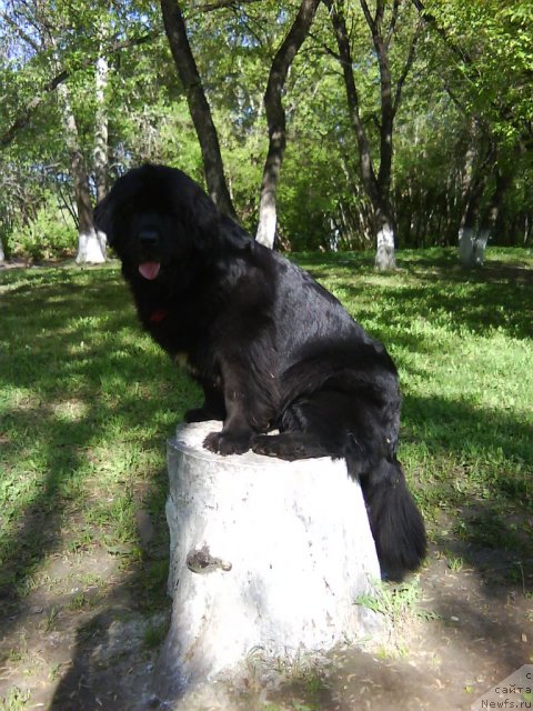 Фотография № 97181