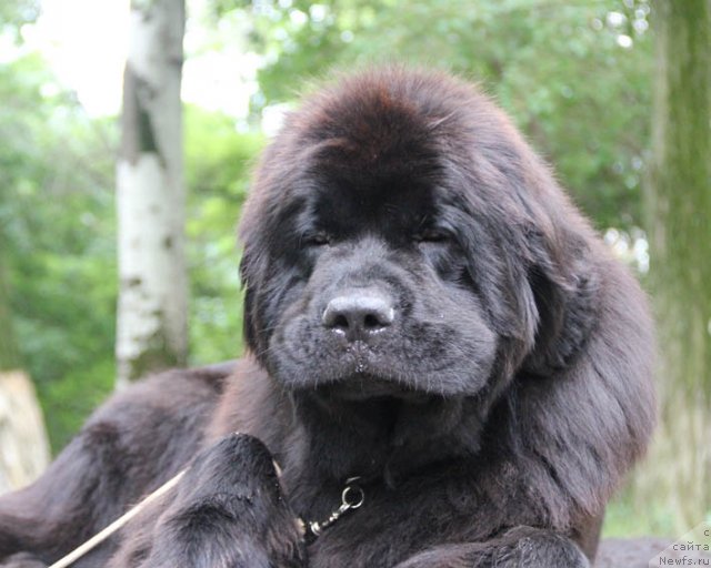 Фото: ньюфаундленд Сентябрина с Берега Дона (Sentyabrina s Berega Dona)