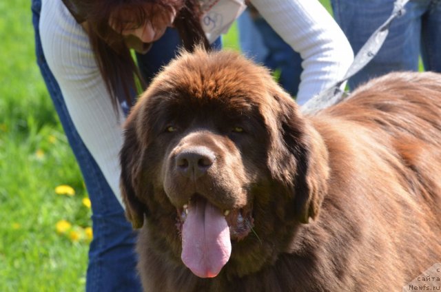 Фото: ньюфаундленд Акватория Келвин Ройал Тедди Беар (Aquatoriya Kelvin Royal Teddy Bear)