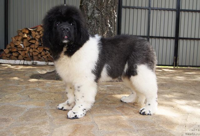 Фото: ньюфаундленд Супер Бизон Зербино