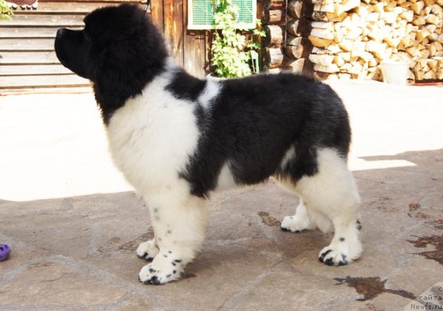 Фотография № 97191