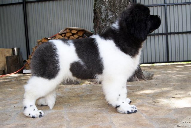 Фотография № 97192