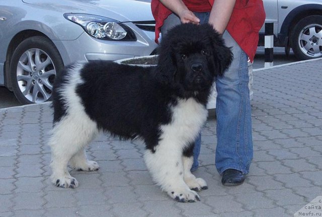 Фотография № 97199