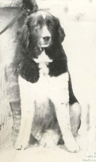 Фото: ньюфаундленд Карменсита Вайс