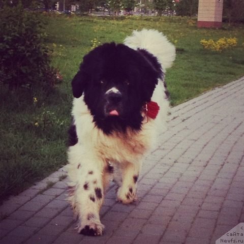 Фото: ньюфаундленд Fenix du Puy de Vendegre