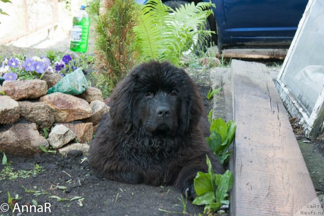 Фото: Анна Рогова, ньюфаундленд Ньюфорт Рэндом Блэк